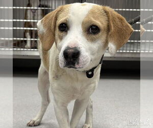 Beagle-Unknown Mix Dogs for adoption in Washington, DC, USA
