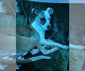 Labrador Retriever-Unknown Mix Dogs for adoption in San Antonio, TX, USA