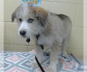 Siberian Husky Dogs for adoption in Downey, CA, USA