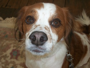 Small Brittany-Cavalier King Charles Spaniel Mix