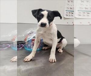 Labrador Retriever-Unknown Mix Dogs for adoption in Tracy, CA, USA