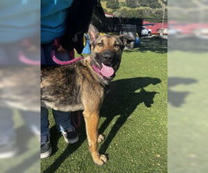 German Shepherd Dog Dogs for adoption in Salinas, CA, USA
