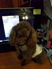 Poodle (Toy) Dogs for adoption in Akron, OH, USA