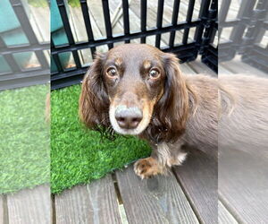 Dachshund Dogs for adoption in Fruitland, SC, USA