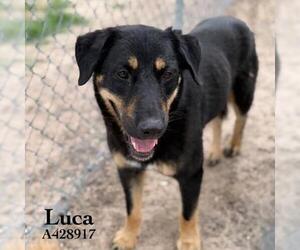 German Shepherd Dog-Unknown Mix Dogs for adoption in Conroe, TX, USA