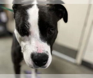 American Pit Bull Terrier Dogs for adoption in Redwood City, CA, USA