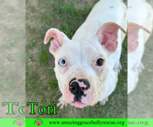 American Bulldog-Unknown Mix Dogs for adoption in Pensacola, FL, USA