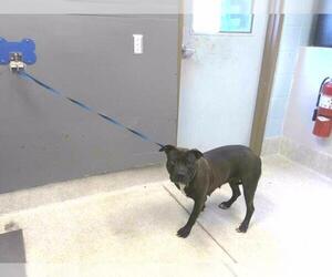 American Staffordshire Terrier Dogs for adoption in Tallahassee, FL, USA