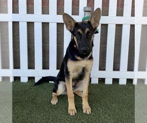 German Shepherd Dog-Unknown Mix Dogs for adoption in Modesto, CA, USA