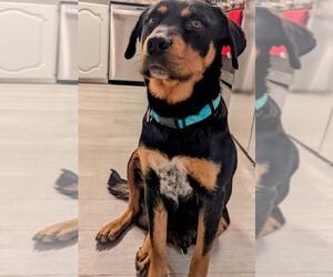 Rottweiler-Unknown Mix Dogs for adoption in MIDWAY, UT, USA