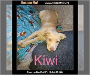 American Pit Bull Terrier-German Shepherd Dog Mix Dogs for adoption in Benton, PA, USA
