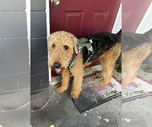 Airedale Terrier Dogs for adoption in Sanford, FL, USA
