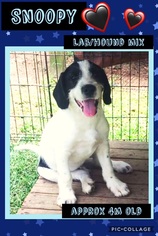 Labrador Retriever Dogs for adoption in Franklinton, LA, USA