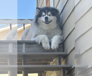 Alaskan Malamute-Unknown Mix Dogs for adoption in Fort Collins, CO, USA