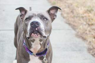 American Pit Bull Terrier Dogs for adoption in Cary, NC, USA