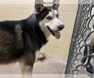 - Mix Dogs for adoption in Waco, TX, USA