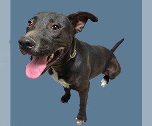 Labrador Retriever-Unknown Mix Dogs for adoption in Bakersfield, CA, USA