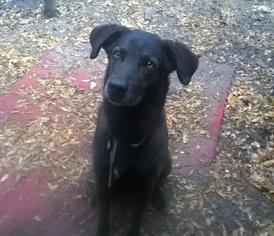 Labrador Retriever Dogs for adoption in North Creek, NY, USA
