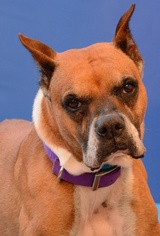 Boxer Dogs for adoption in Media, PA, USA