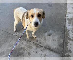 Golden Retriever-Unknown Mix Dogs for adoption in Tulsa, OK, USA