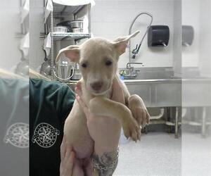 American Pit Bull Terrier-Unknown Mix Dogs for adoption in Pasadena, TX, USA