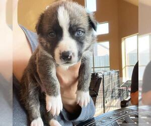 Australian Shepherd Dogs for adoption in Denton, TX, USA
