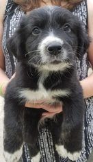 Australian Retriever Dogs for adoption in Minneapolis, MN, USA