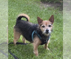 Chihuahua-Unknown Mix Dogs for adoption in Polson, MT, USA