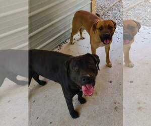 Mastador Dogs for adoption in Woodsfield, OH, USA