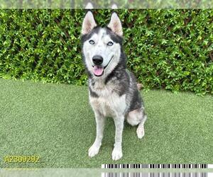- Mix Dogs for adoption in West Palm Beach, FL, USA