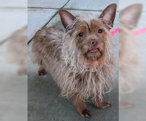 Cairn Terrier Dogs for adoption in Salinas, CA, USA