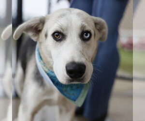 Siberian Husky-Unknown Mix Dogs for adoption in San Antonio, TX, USA
