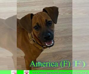 Chiranian Dogs for adoption in Pensacola, FL, USA