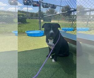 American Bulldog Dogs for adoption in Pasadena, TX, USA