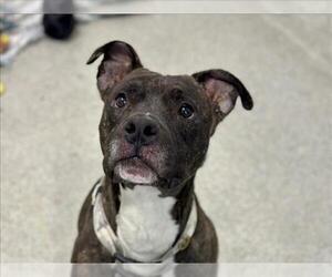 Mutt Dogs for adoption in Fort Collins, CO, USA