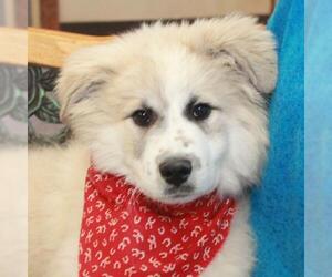 Great Pyrenees Dogs for adoption in Garfield Heights, OH, USA