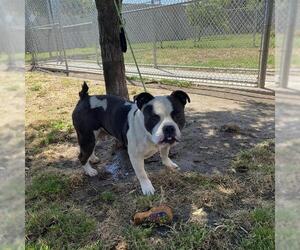 American Bulldog-Unknown Mix Dogs for adoption in Modesto, CA, USA