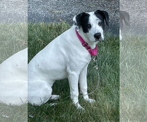 Labrador Retriever-Unknown Mix Dogs for adoption in Strongsville, OH, USA