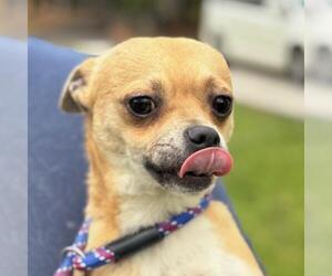Chihuahua-Unknown Mix Dogs for adoption in Yardley, PA, USA