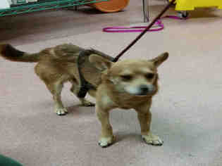 Chihuahua Dogs for adoption in Ogden, UT, USA