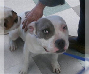 American Bulldog Dogs for adoption in Oklahoma City, OK, USA