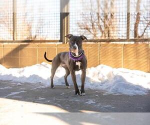 American Pit Bull Terrier Dogs for adoption in Denver, CO, USA