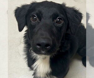 Labrador Retriever-Unknown Mix Dogs for adoption in Jefferson, WI, USA