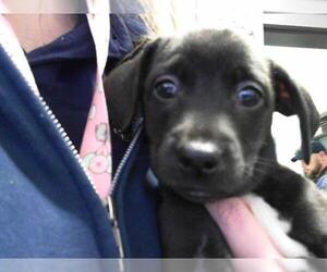 Labrador Retriever-Unknown Mix Dogs for adoption in Tulsa, OK, USA