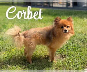 Pomeranian-Unknown Mix Dogs for adoption in Raleigh, NC, USA
