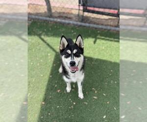 Siberian Husky-Unknown Mix Dogs for adoption in Chula Vista, CA, USA