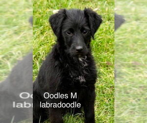 Labrador Retriever Dogs for adoption in Studio City, CA, USA