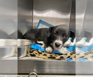 American Staffordshire Terrier Dogs for adoption in San Antonio, TX, USA