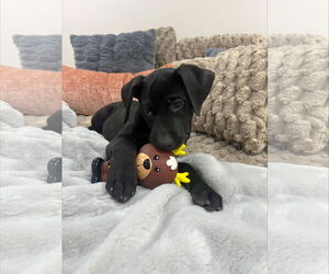 Mutt Dogs for adoption in Sandy, UT, USA