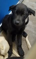 Labrador Retriever Dogs for adoption in Greenville, TX, USA